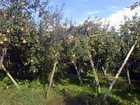 りんご園では環境に優しく、リンゴの重みで枝が折れないように支柱に木を使用しています。普通は鋼管を使います。サンふじを美味しくするするために本年は昨年より２０日収穫を遅くしました。